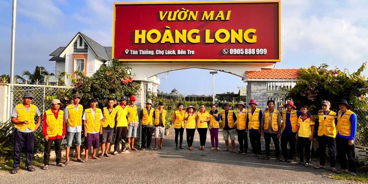 Top 6 liên hệ sắm mai vàng cuốn hút nhất Sài Gòn